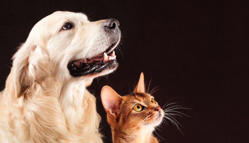 A dog and a cat standing next to each other.
