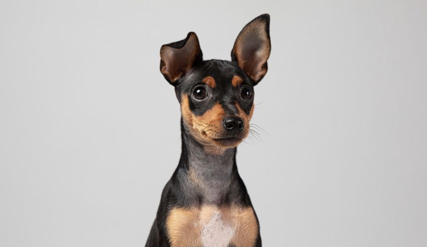 A small black and tan dog is sitting in front of a gray background.