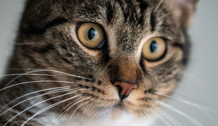 A close up of a cat staring at the camera.