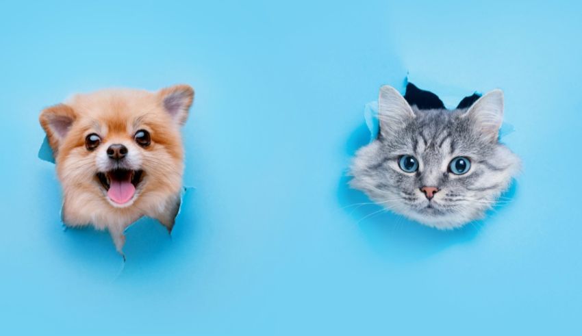 Two cats and a dog peeking out of a hole in a blue wall.