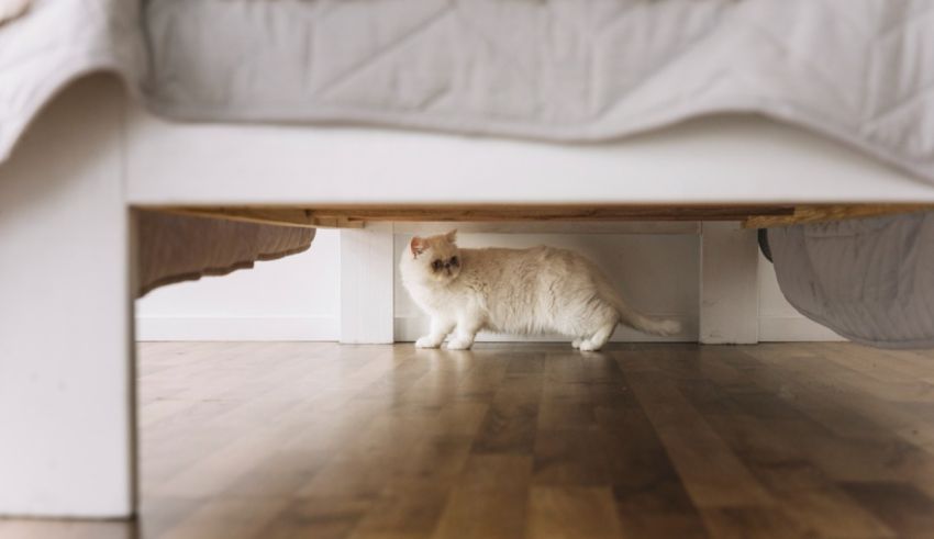 A white cat is standing under a bed.