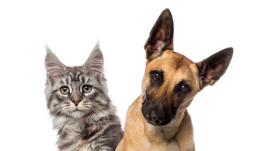 A dog and cat standing next to each other on a white background.