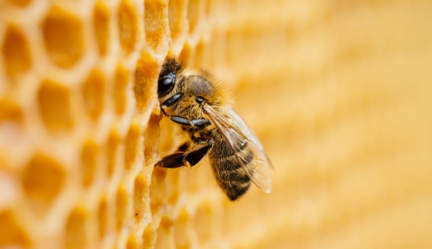 A bee is sitting on top of a honeycomb.