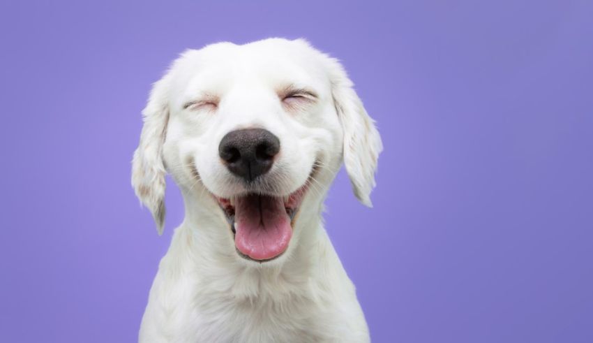 A white dog is smiling on a purple background.