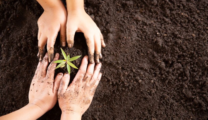 Two hands holding a plant in the dirt.