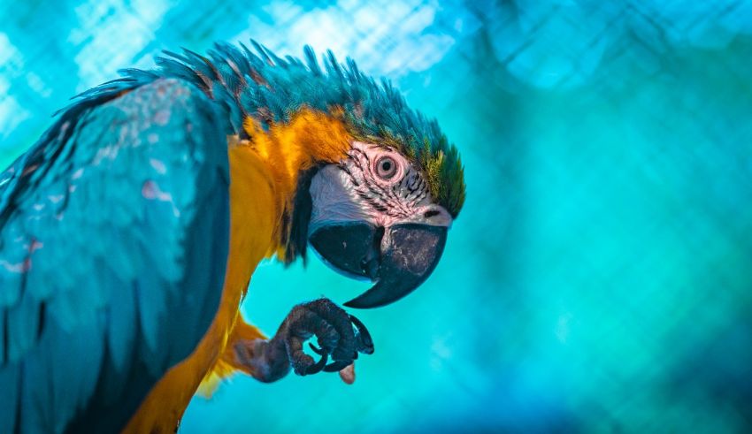 A blue and yellow parrot is sitting in a cage.