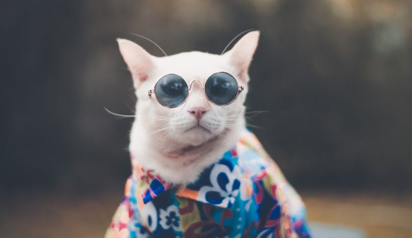 A white cat wearing sunglasses and a hawaiian shirt.