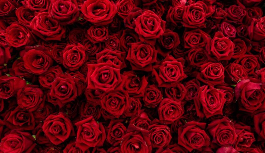Many red roses are arranged in a row.