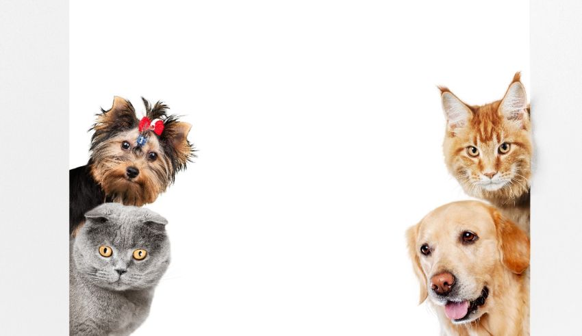 A picture of a cat, dog, and a dog on a white background.