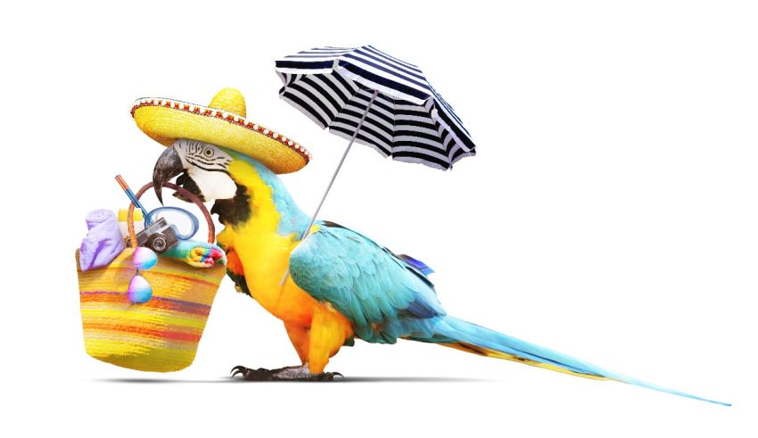A parrot with a sombrero.