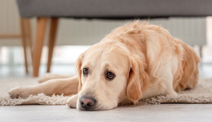 A golden retriever laying on a rug in a living room.