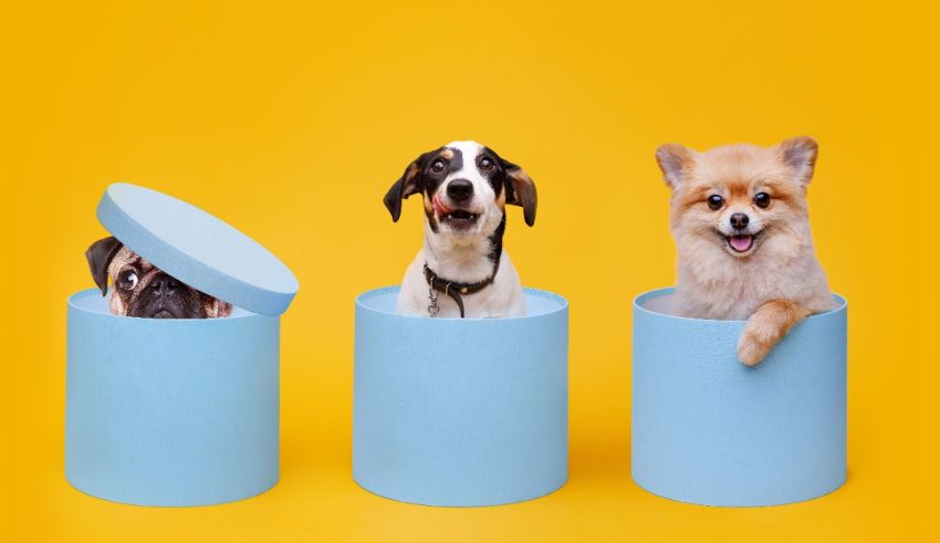 Three dogs sitting in blue containers on a yellow background.