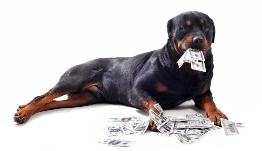 A rottweiler dog laying on a pile of money.