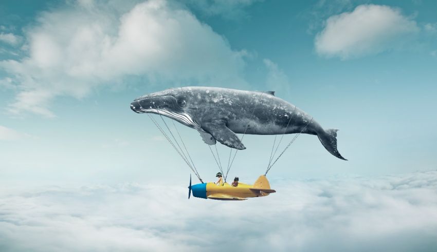 A man is flying a plane with a whale in the sky.
