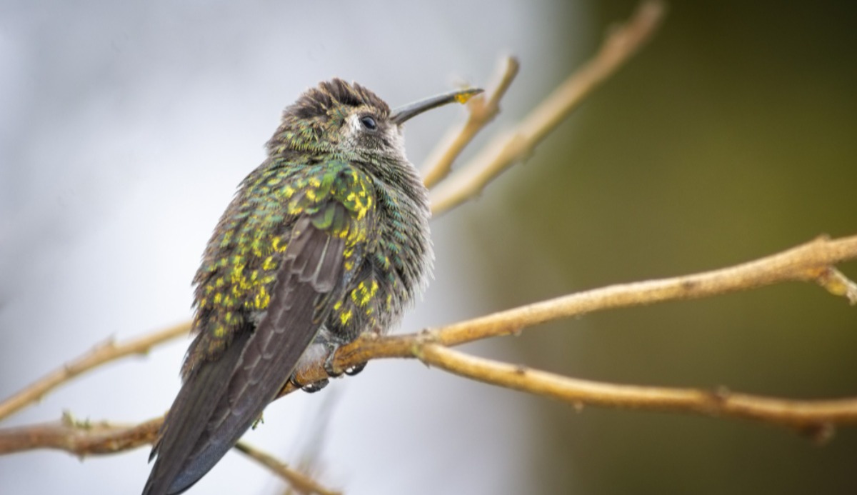 Which Exotic Garden Bird Are You? 1 of 10 Bird Matching Quiz